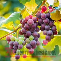 Mixology E-Liquid Flavor Asap Grape 10ml